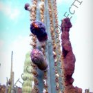Exclusive RARE PILOSOCEREUS AZULENSIS blue color columnar cacti cactus plant seed 20 SEEDS