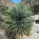 Top-Quality RARE YUCCA ELATA | exotic succulent cactus soaptree aloe agave garden 15 SEEDS