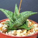 Top-Quality ALOE BLUE MIST exotic medicinal gel succulent rare desert plant seed 50 SEEDS Top-Quality ALOE BLUE MIST exotic medicinal gel succulent rare desert plant seed 50 SEEDS