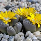 Premium RARE LITHOPS OTZENIANA | mesembs exotic succulent living stones cactus 30 SEEDS Premium RARE LITHOPS OTZENIANA | mesembs exotic succulent living stones cactus 30 SEEDS
