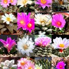 Top-Quality RARE ARIOCARPUS VARIETY MIX | living rock stone plant cactus seed cacti 10 SEEDS Top-Quality RARE ARIOCARPUS VARIETY MIX | living rock stone plant cactus seed cacti 10 SEEDS