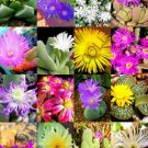 Top-Quality FLOWERING GIBBAEUM MIX, succulent cactus mixed living stones rocks seed 15 SEEDS Top-Quality FLOWERING GIBBAEUM MIX, succulent cactus mixed living stones rocks seed 15 SEEDS