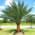 Best-Selling Phoenix sylvestris, silver Date Palm exotic rare palms semi plant seed 50 seeds