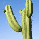 Premium Polaskia Chichipe, grafting stock exotic cacti night flower cactus seed 15 SEEDS Premium Polaskia Chichipe, grafting stock exotic cacti night flower cactus seed 15 SEEDS