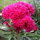 Best-Selling CELOSIA CRISTATA CRESTED, rare pink flowering exotic amish cock's comb -15 seeds
