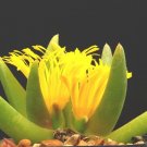 Limited Edition Glottiphyllum parvifolium, rare living stone ice-plant exotic mesembs100 SEEDS Limited Edition Glottiphyllum parvifolium, rare living stone ice-plant exotic mesembs100 SEEDS