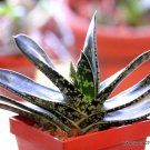 Premium GASTERIA BICOLOR | exotic rare miniature succulent cactus aloe seed 10 seeds