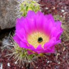 Top-Quality Echinocereus cineranscens | exotic color flower cacti rare cactus seed 100 SEEDS Top-Quality Echinocereus cineranscens | exotic color flower cacti rare cactus seed 100 SEEDS