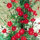 New Arrival IPOMOEA SLOTERI cardinal climber morning glory flowering exotic seed 20 seeds