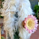 Premium Old Man Of The Andes Cactus, Oreocereus celsianus rare cactus seed 30 SEEDS Premium Old Man Of The Andes Cactus, Oreocereus celsianus rare cactus seed 30 SEEDS