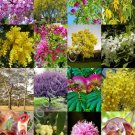Premium ACACIA TREES MIX rare flower wattles desert Vachellia bonsai tree SEED 15 seeds