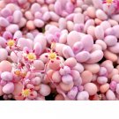 Best-Selling Graptopetalum Amethystinumsucculent rare mesembs flowering plant 100 SEEDS Best-Selling Graptopetalum Amethystinumsucculent rare mesembs flowering plant 100 SEEDS