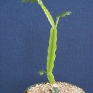 Premium Cissus cactiformis exotic rare succulent plant vine 4"" Premium Cissus cactiformis exotic rare succulent plant vine 4""