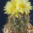 Premium Coryphantha cornifera exotic rare bonsai pincushion cactus seed cacti 50 SEEDS Premium Coryphantha cornifera exotic rare bonsai pincushion cactus seed cacti 50 SEEDS