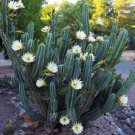 Limited Edition Cereus hildmannianus QUEEN OF THE NIGHT blooming cacti rare flower seed 50 SEEDS