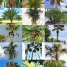 Best-Selling PALM TREE MIX rare palms fan exotic date florida areca hardy mixed seed 10 seeds Best-Selling PALM TREE MIX rare palms fan exotic date florida areca hardy mixed seed 10 seeds