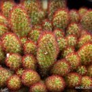 Top-Quality RARE MAMMILLARIA ELONGATA | exotic cacti pinchushion cactus seed 20 SEEDS Top-Quality RARE MAMMILLARIA ELONGATA | exotic cacti pinchushion cactus seed 20 SEEDS