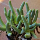Best-Selling RARE CEPHALOPHYLLUM ALSTONII | mesembs exotic living stones rock seed 100 SEEDS Best-Selling RARE CEPHALOPHYLLUM ALSTONII | mesembs exotic living stones rock seed 100 SEEDS