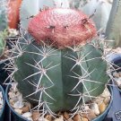 Top-Quality Melocactus Bahiensis exotic cacti succulent outdoors rare cactus seed 50 SEEDS
