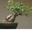 Limited Edition BONSAI Kapok tree CEIBA PENTANDRA Silk Cotton caudex plant rare seed10 seeds Limited Edition BONSAI Kapok tree CEIBA PENTANDRA Silk Cotton caudex plant rare seed10 seeds