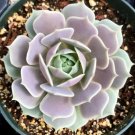 Premium Echeveria Lola rare succulent exotic hen and chicks plant seed 50 SEEDS Premium Echeveria Lola rare succulent exotic hen and chicks plant seed 50 SEEDS