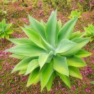 Exclusive RARE FOXTAIL AGAVE ATTENUATA spineless agaves succulent aloe plant seed 15 SEEDS Exclusive RARE FOXTAIL AGAVE ATTENUATA spineless agaves succulent aloe plant seed 15 SEEDS