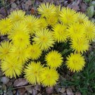 Limited Edition Bergeranthus Jamesii rare mesemb exotic ice plant succulent cacti seed 100 SEEDS