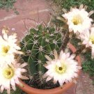 New Arrival Echinopsis leucantha rare cactus plant flowering succulent cacti seed 50 seeds New Arrival Echinopsis leucantha rare cactus plant flowering succulent cacti seed 50 seeds
