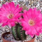 Top-Quality Lobivia winteriana, echinopsis exotic flowering cactus cacti rare seed 50 SEEDS Top-Quality Lobivia winteriana, echinopsis exotic flowering cactus cacti rare seed 50 SEEDS