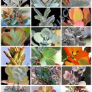 Limited Edition RARE KALANCHOE MIX flowering plant exotic cacti flower succulents seed 100 seeds Limited Edition RARE KALANCHOE MIX flowering plant exotic cacti flower succulents seed 100 seeds