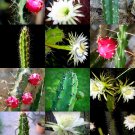Best-Selling EXOTIC HARRISIA MIX rare fragrant cactus flower night bloom succulent - 50 seeds Best-Selling EXOTIC HARRISIA MIX rare fragrant cactus flower night bloom succulent - 50 seeds