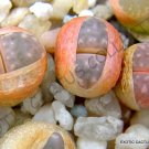 New Arrival RARE LITHOPS MAMORATA SB 153 | exotic living stone succulent cacti seed 50 SEEDS New Arrival RARE LITHOPS MAMORATA SB 153 | exotic living stone succulent cacti seed 50 SEEDS