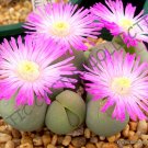 Premium RARE GIBBAEUM HEATHII, living stones exotic rock ice plant mesembs seed 20 SEEDS Premium RARE GIBBAEUM HEATHII, living stones exotic rock ice plant mesembs seed 20 SEEDS