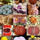 Top-Quality RARE Lithops MIX succulent cactus EXOTIC living stones desert rock seed 15 SEEDS Top-Quality RARE Lithops MIX succulent cactus EXOTIC living stones desert rock seed 15 SEEDS