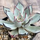 Best-Selling Echeveria Strictiflora V. Nova rare succulent hen and chicks plant seed 50 SEEDS Best-Selling Echeveria Strictiflora V. Nova rare succulent hen and chicks plant seed 50 SEEDS