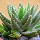 Limited Edition Aloe brevifolia | succulent rare cactus seed 15 SEEDS Limited Edition Aloe brevifolia | succulent rare cactus seed 15 SEEDS
