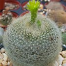Best-Selling Parodia graessneri rare cactus notocactus seed 25 SEEDS Best-Selling Parodia graessneri rare cactus notocactus seed 25 SEEDS