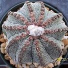 New Arrival Astrophytum multicostatum 10 ribs myriostigma cacti rare cactus seed 50 SEEDS New Arrival Astrophytum multicostatum 10 ribs myriostigma cacti rare cactus seed 50 SEEDS