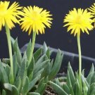 Premium Bergeranthus artus ice plant rare mesembs succulents cacti cactus seed 100 SEEDS Premium Bergeranthus artus ice plant rare mesembs succulents cacti cactus seed 100 SEEDS