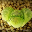 Exclusive LITHOPS OTZENIANA | rare mesembs exotic succulent living stones cactus 30 SEEDS Exclusive LITHOPS OTZENIANA | rare mesembs exotic succulent living stones cactus 30 SEEDS