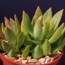 Premium Sedum nussbaumerianum rare succulent air plant cactus garden exotic aloe 4"" pot Premium Sedum nussbaumerianum rare succulent air plant cactus garden exotic aloe 4"" pot