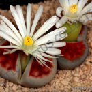 Top-Quality RARE LITHOPS KARASMONTANA, | exotic mesemb living stone cactus seed 30 SEEDS Top-Quality RARE LITHOPS KARASMONTANA, | exotic mesemb living stone cactus seed 30 SEEDS