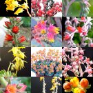 Best-Selling FLOWERING ECHEVERIA mix, rare exotic succulent HEN & CHICKS flower seed 50 seeds Best-Selling FLOWERING ECHEVERIA mix, rare exotic succulent HEN & CHICKS flower seed 50 seeds