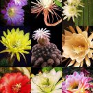 Premium NIGHT BLOOMING CACTUS MIXrare garden cacti exotic desert succulent1000 seeds Premium NIGHT BLOOMING CACTUS MIXrare garden cacti exotic desert succulent1000 seeds