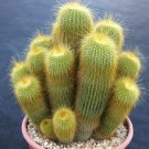Top-Quality Notocactus leninghausii exotic columnar cacti parodia rare cactus seed 100 SEEDS Top-Quality Notocactus leninghausii exotic columnar cacti parodia rare cactus seed 100 SEEDS