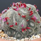 Premium RARE Mammillaria perbella flower cacti pincushion globular cactus seed 15 SEEDS