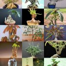 Limited Edition BONSAI PLANTS MIX rare base plant exotic caudiciform succulent caudex100 seeds Limited Edition BONSAI PLANTS MIX rare base plant exotic caudiciform succulent caudex100 seeds