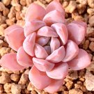 Top-Quality Echeveria Laui, rare succulent hen and chicks aloe plant seed 50 SEEDS Top-Quality Echeveria Laui, rare succulent hen and chicks aloe plant seed 50 SEEDS