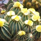 Premium Parodia Magnifica, rare notocactus exotic eriocactus succulent cactus - 25 SEEDS