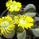 Top-Quality LITHOPS HELMUTII, rare living stones exotic peables succulent rock seed 30 SEEDS Top-Quality LITHOPS HELMUTII, rare living stones exotic peables succulent rock seed 30 SEEDS